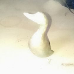 small brass duck