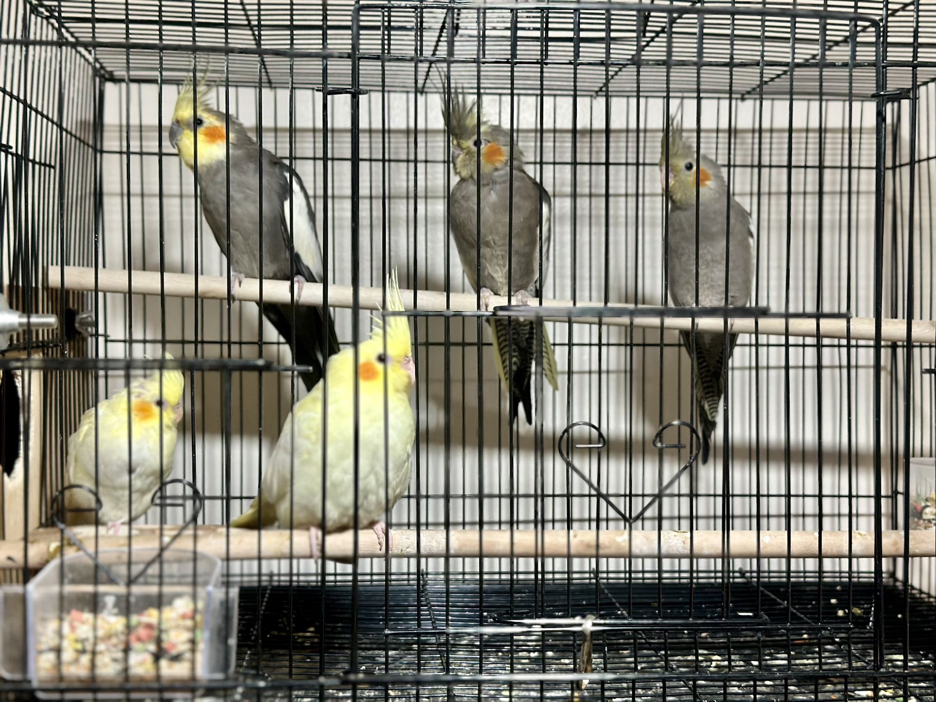 Bird Cage