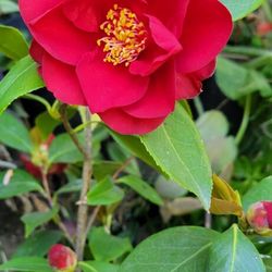 Camellia Plant