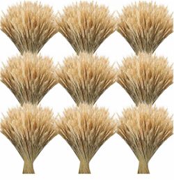 Steams dried wheat set 12