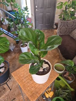 17in tall Fiddle Leaf Fig Plant In New 5in Ceramic Pot With Shells And Stones