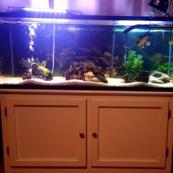 55 Gallon Fish Tank Plus Accessories 