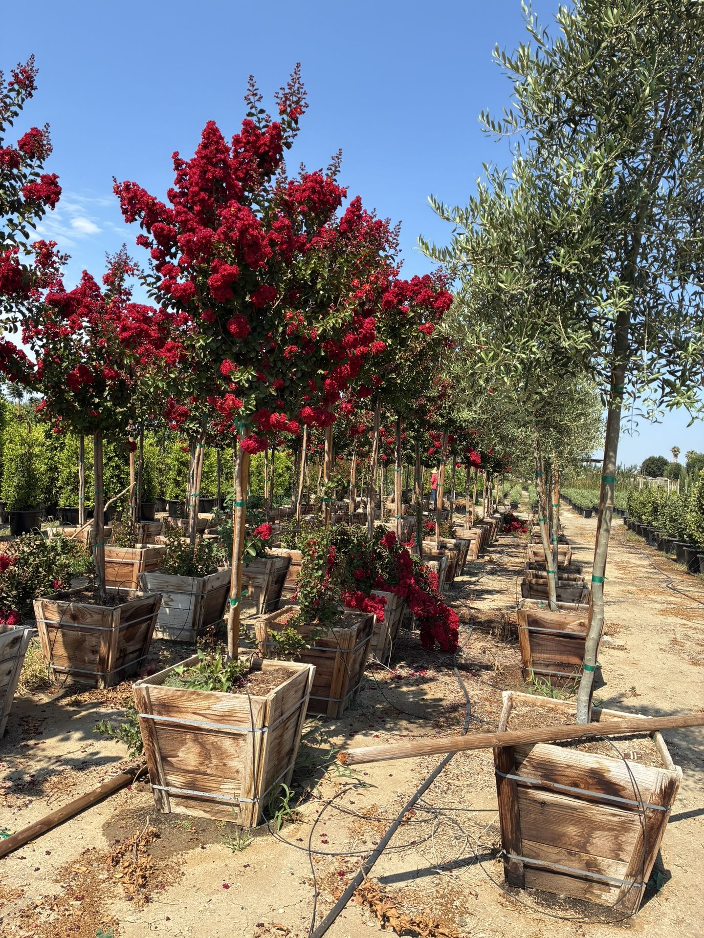 Crepe Myrtle “ Red Dynamite”