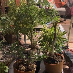 Bonsais. $65-00 $39.00 and  $35.00