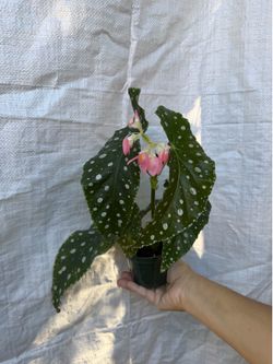 4” begonia flamingo queen