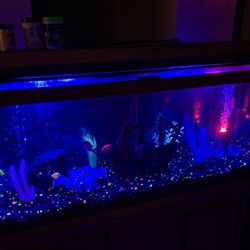 Fish Tank With Everything 
