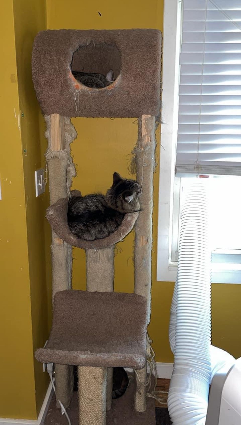 Free Cat Tree for Sale in Seattle, WA OfferUp