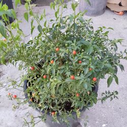 planta de chile-chiltepin