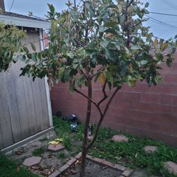 Pink Guava Tree