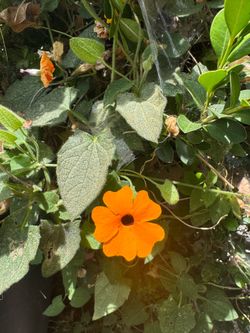 Dragon fruit plant with orange flower vine