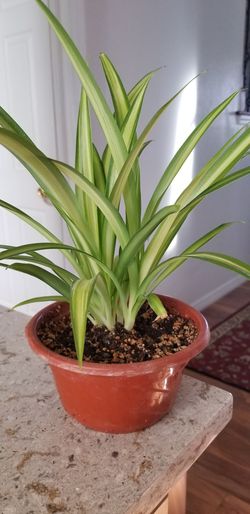Spider Plant