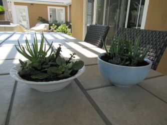 Set Of Blue Coral Color & White Print Garden Pots With Succulents