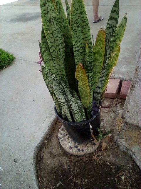 Snake Plant In A Pot $25