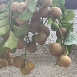 Healthy Wampi Fruit Tree Plant