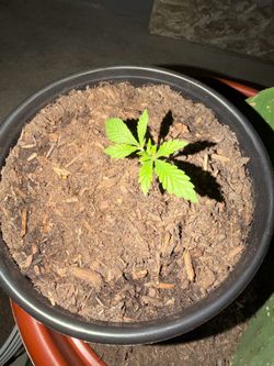 Plant “pot”