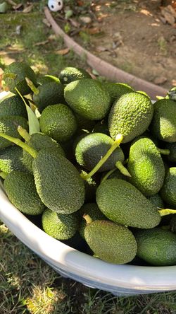 Avocados- 4-$1 organically grown