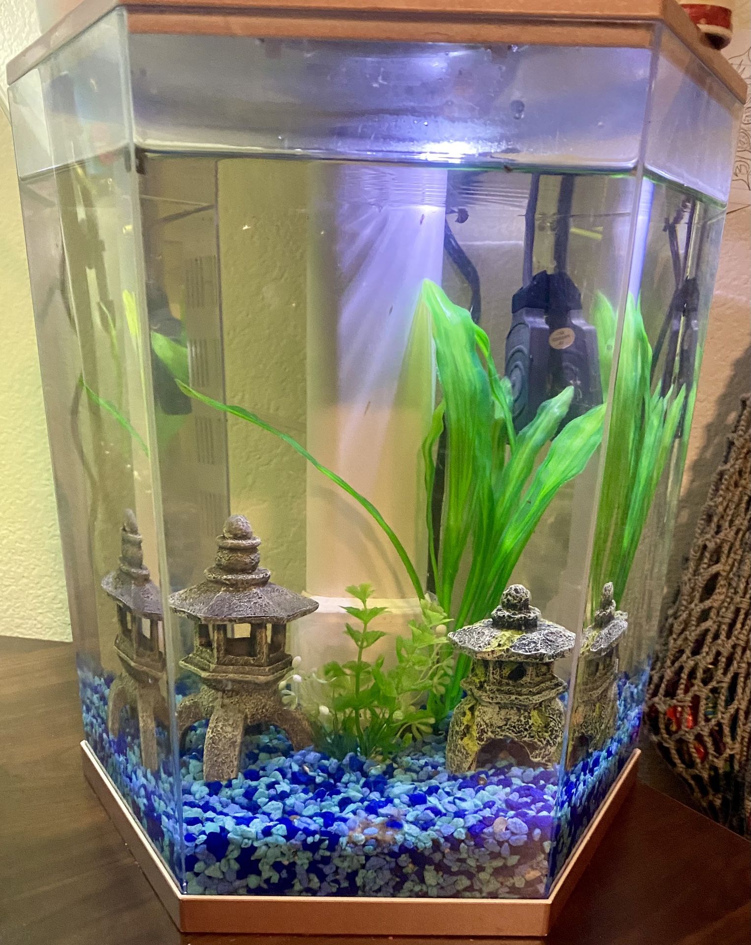 3 gallon rose gold hexagon top fin aquarium