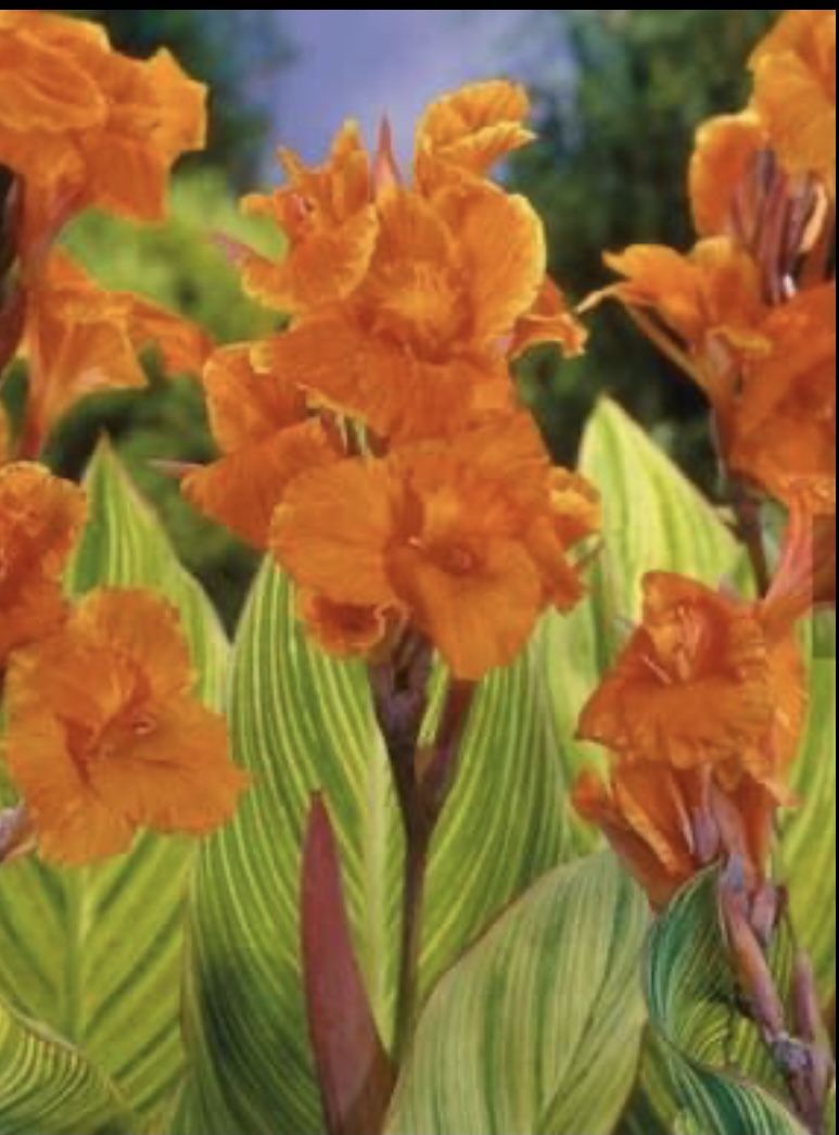 Canna Plant In Terracotta Pot
