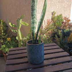 Sansevieria Macrophylla Plant 