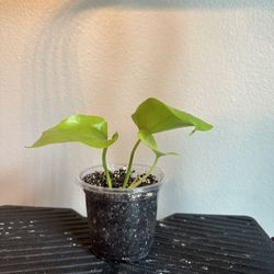 Neon Pothos