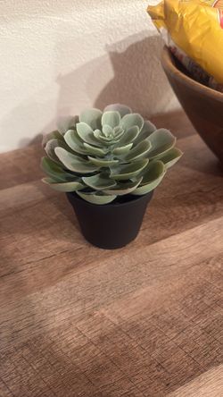 Fake succulent