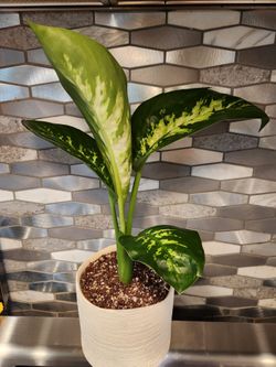 5.75"Dieffenbachia Potted Houseplant
