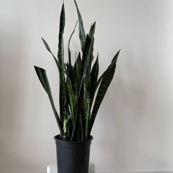 Indoor plant - Snake Plant