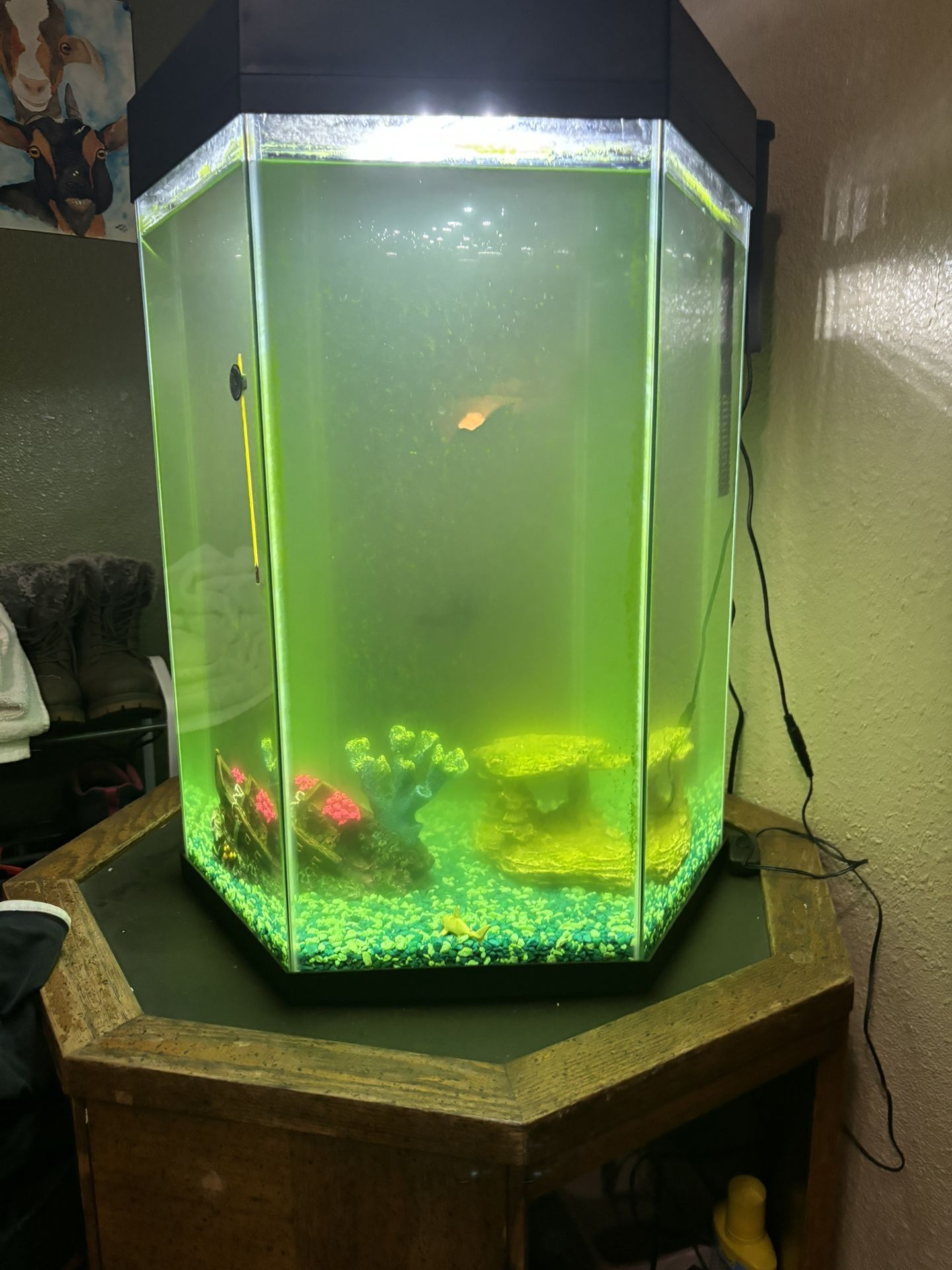 Fish Tank