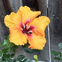 Available THURSDAY 6/26 Hollywood Hibiscus Tropical Hibiscus Live Potted Plant Flower  CASH ONLY  