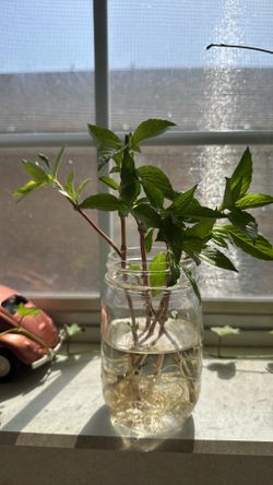 Rooted Thai Basil Plant Cuttings – Healthy & Ready to Pot