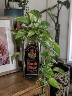 Rumpleminze Liqour Bottle Planter Vase with Holes in Bottom