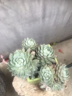 Succulent plants