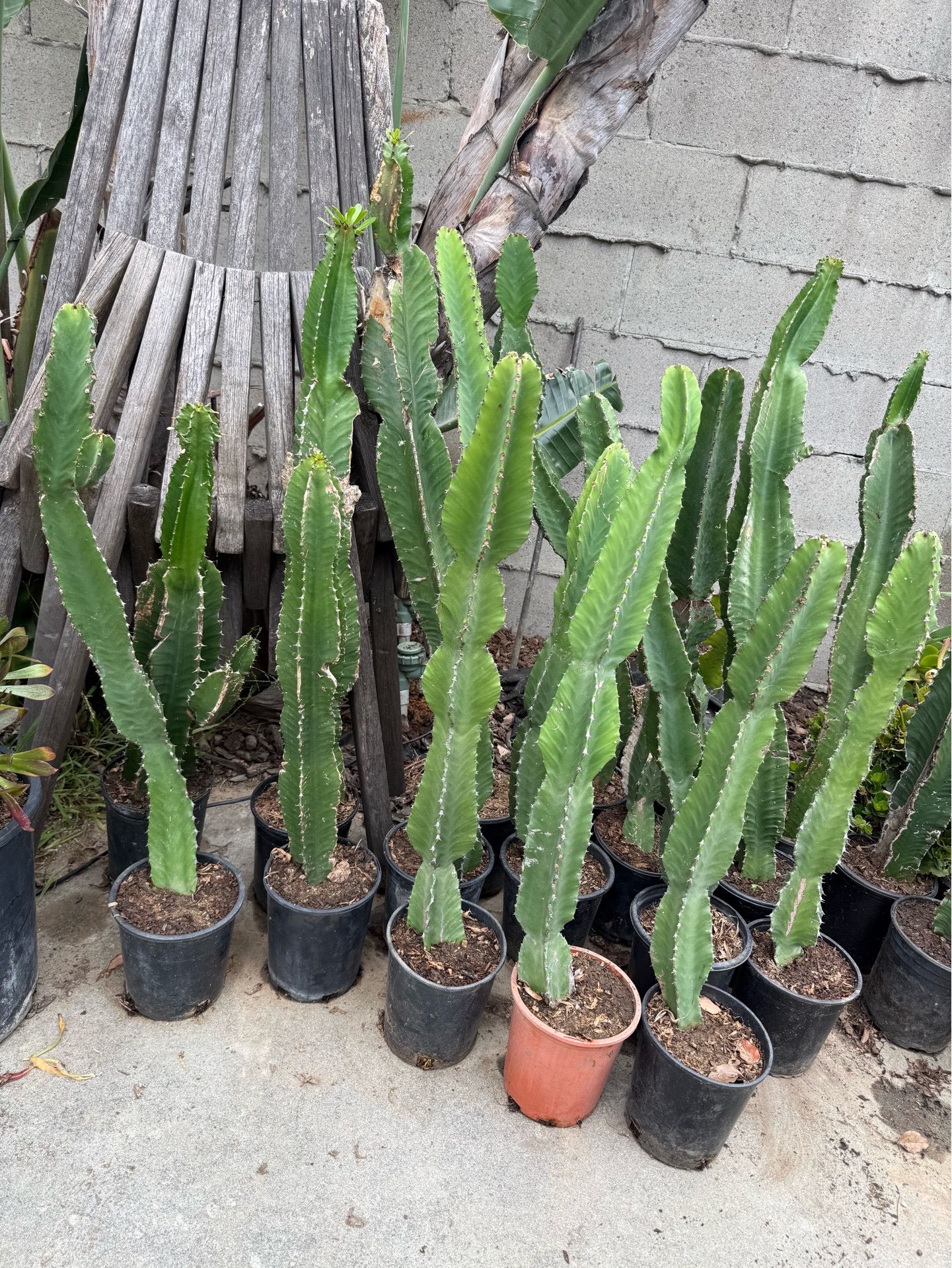 2 1/2 feet to 3 feet tall cactus for $25 each