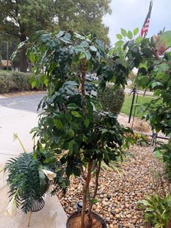 Trees and plant