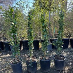 Ligustrum Waxleaf Privets Hedge