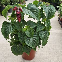 Scarlet Sage ARRIVE, BEAUTIFUL AND HEALTHY. $10 EACH