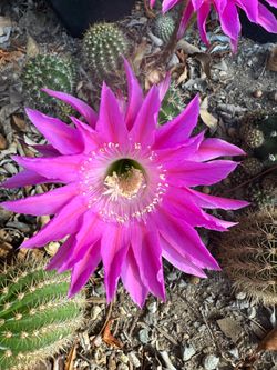 cactus