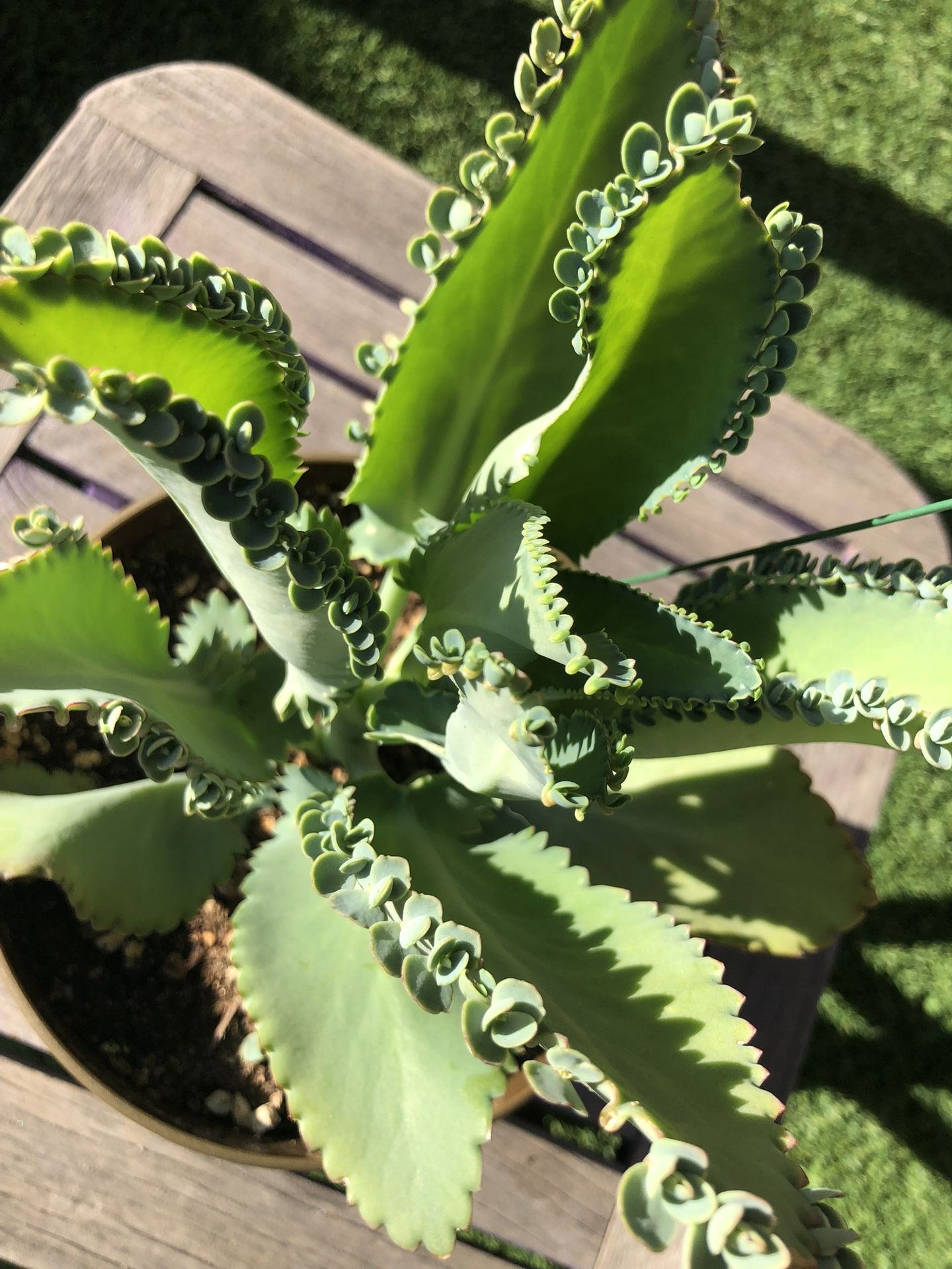 Mother Of Thousands Succulent Plant