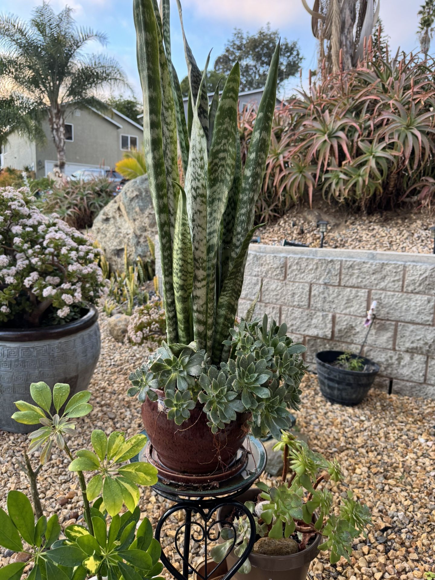 Snake Plant With Succulents, Pot Included