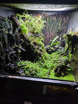 18x18x18 terrarium