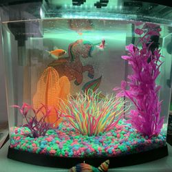 Top Fin Aquarium - 5 Gallon Kit 