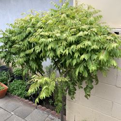 Ready To Pick Organic Curry Leaves For Sale No Plants