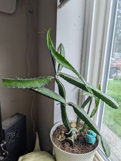 Dragon fruit Cactus