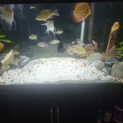 75 Gallons Fish Tank For Sale 