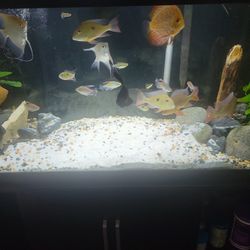 75 Gallons Fish Tank For Sale 