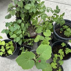 Vegetable Plant