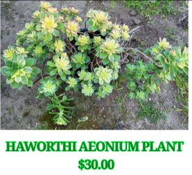 Haworthi Aeonium Plant