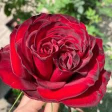Rare European, Japan rose plants ,      Black Pearl 