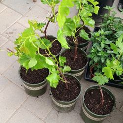 Flame Seedless Grape Vine

