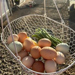 Fertilized Hatching Eggs 